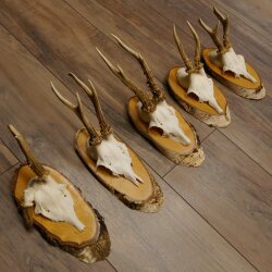 5 Stück Rehgeweihe Rehbocke Reh Bock Geweihe auf Birke Schildern 22.1217