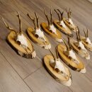 9 stuks reebokgeweien Reebokken Reebok Geweien op berkenborden 22.1219
