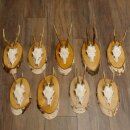 9 stuks reebokgeweien Reebokken Reebok Geweien op berkenborden 22.1219