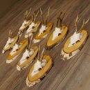 9 stuks reebokgeweien Reebokken Reebok Geweien op berkenborden 22.1219