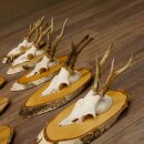 9 stuks reebokgeweien Reebokken Reebok Geweien op berkenborden 22.1219