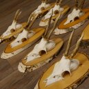 9 stuks reebokgeweien Reebokken Reebok Geweien op berkenborden 22.1219