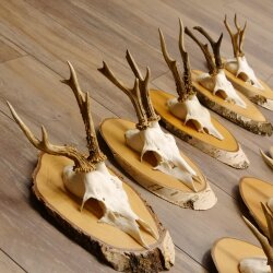 9 stuks reebokgeweien Reebokken Reebok Geweien op berkenborden 22.1219