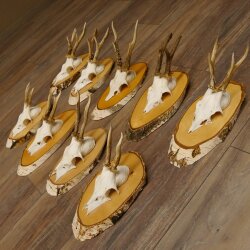 9 stuks reebokgeweien Reebokken Reebok Geweien op berkenborden 22.1219