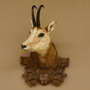 Chamois mâle antique « 9.4.1928 »...