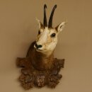 Chamois mâle antique « 9.4.1928 »...