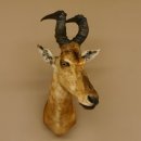 Hartebeest Kuh Antilope Kopf Präparat Kuhantilope...