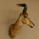 Hartebeest Kuh Antilope Kopf Präparat Kuhantilope Haupt Afrika Höhe 78 cm 95.1.12