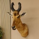 Hartebeest Kuh Antilope Kopf Präparat Kuhantilope Haupt Afrika Höhe 78 cm 95.1.12
