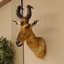 Hartebeest Kuh Antilope Kopf Präparat Kuhantilope Haupt Afrika Höhe 78 cm 95.1.12