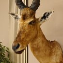 Hartebeest Kuh Antilope Kopf Präparat Kuhantilope Haupt Afrika Höhe 78 cm 95.1.12