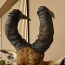 Hartebeest Kuh Antilope Kopf Präparat Kuhantilope Haupt Afrika Höhe 78 cm 95.1.12