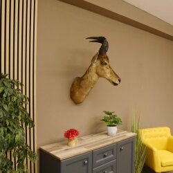 Hartebeest Kuh Antilope Kopf Präparat Kuhantilope Haupt Afrika Höhe 78 cm 95.1.12