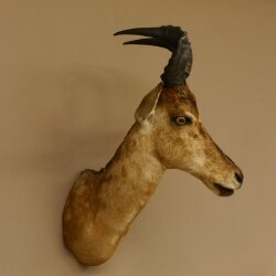 Hartebeest Kuh Antilope Kopf Präparat Kuhantilope Haupt Afrika Höhe 78 cm 95.1.12