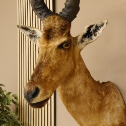 Hartebeest Kuh Antilope Kopf Präparat Kuhantilope Haupt Afrika Höhe 78 cm 95.1.12