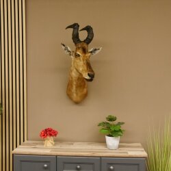 Hartebeest Kuh Antilope Kopf Präparat Kuhantilope Haupt Afrika Höhe 78 cm 95.1.12