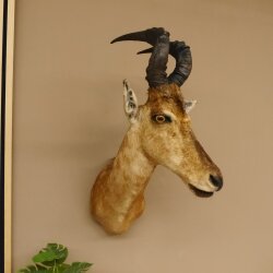 Hartebeest Kuh Antilope Kopf Präparat Kuhantilope Haupt Afrika Höhe 78 cm 95.1.12