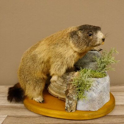 Murmeltier Präparat Höhe 34 cm auf Dekostein Trophäe Murmel 89.12.71