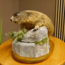 Murmeltier Präparat Höhe 34 cm auf Dekostein Trophäe Murmel 89.12.71