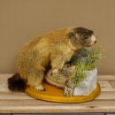 Murmeltier Präparat Höhe 34 cm auf Dekostein Trophäe Murmel 89.12.71