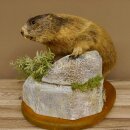 Murmeltier Präparat Höhe 34 cm auf Dekostein Trophäe Murmel 89.12.71