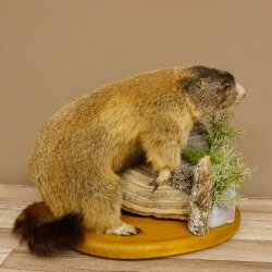 Murmeltier Präparat Höhe 34 cm auf Dekostein Trophäe Murmel 89.12.71
