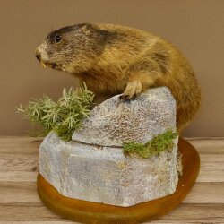 Murmeltier Präparat Höhe 34 cm auf Dekostein Trophäe Murmel 89.12.71