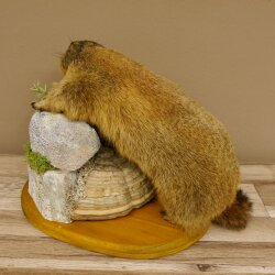 Murmeltier Präparat Höhe 34 cm auf Dekostein Trophäe Murmel 89.12.71