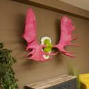 Alce con corna enormi (larghezza 163 cm) rosa verde Trofeo di cranio su supporto bianco Corna di alce