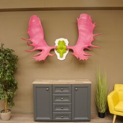 Alce con corna enormi (larghezza 163 cm) rosa verde Trofeo di cranio su supporto bianco Corna di alce