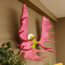 Alce con corna enormi (larghezza 163 cm) rosa verde Trofeo di cranio su supporto bianco Corna di alce