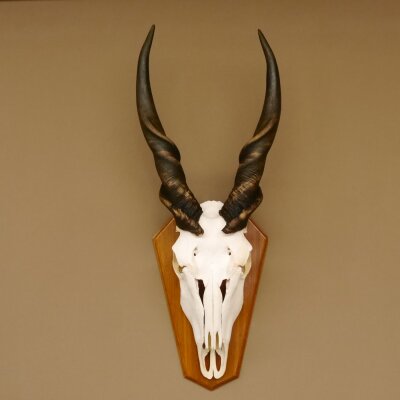 Eland (Taurotragus oryx) Skull trophy Horns loose H 37 cm Antelope Africa Trophy mount 88.13.22