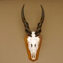 Eland (Taurotragus oryx) Skull trophy Horns loose H 37 cm Antelope Africa Trophy mount 88.13.22