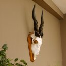 Eland (Taurotragus oryx) Skull trophy Horns loose H 37 cm Antelope Africa Trophy mount 88.13.22