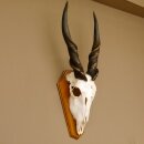 Eland (Taurotragus oryx) Skull trophy Horns loose H 37 cm Antelope Africa Trophy mount 88.13.22