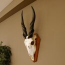 Eland (Taurotragus oryx) Skull trophy Horns loose H 37 cm Antelope Africa Trophy mount 88.13.22
