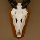 Eland (Taurotragus oryx) Skull trophy Horns loose H 37 cm Antelope Africa Trophy mount 88.13.22