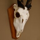 Eland (Taurotragus oryx) Skull trophy Horns loose H 37 cm Antelope Africa Trophy mount 88.13.22