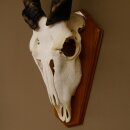 Eland (Taurotragus oryx) Skull trophy Horns loose H 37 cm Antelope Africa Trophy mount 88.13.22