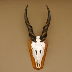 Eland (Taurotragus oryx) Skull trophy Horns loose H 37 cm Antelope Africa Trophy mount 88.13.22