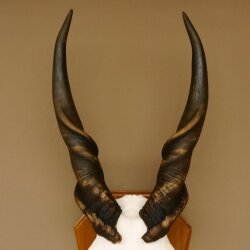 Eland (Taurotragus oryx) Skull trophy Horns loose H 37 cm Antelope Africa Trophy mount 88.13.22