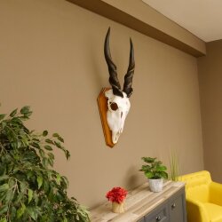 Eland (Taurotragus oryx) Skull trophy Horns loose H 37 cm Antelope Africa Trophy mount 88.13.22