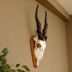 Eland (Taurotragus oryx) Skull trophy Horns loose H 37 cm Antelope Africa Trophy mount 88.13.22