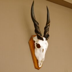 Eland (Taurotragus oryx) Skull trophy Horns loose H 37 cm Antelope Africa Trophy mount 88.13.22