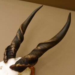 Eland (Taurotragus oryx) Skull trophy Horns loose H 37 cm Antelope Africa Trophy mount 88.13.22