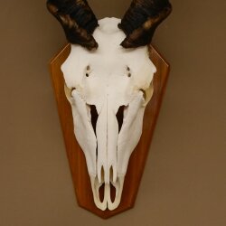 Eland (Taurotragus oryx) Skull trophy Horns loose H 37 cm Antelope Africa Trophy mount 88.13.22