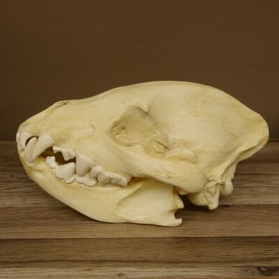 Hyäne Schädel Skelett Tüpfelhyäne 3D Druck Kopie Nachbildung Trophäe Afrika Raubtier Hyäne Schädeltrophäe