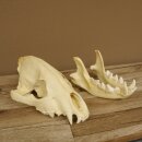 Hyäne Schädel Skelett Tüpfelhyäne 3D Druck Kopie Nachbildung Trophäe Afrika Raubtier Hyäne Schädeltrophäe