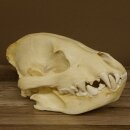 Hyäne Schädel Skelett Tüpfelhyäne 3D Druck Kopie Nachbildung Trophäe Afrika Raubtier Hyäne Schädeltrophäe