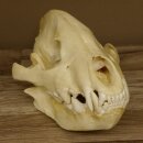 Hyäne Schädel Skelett Tüpfelhyäne 3D Druck Kopie Nachbildung Trophäe Afrika Raubtier Hyäne Schädeltrophäe